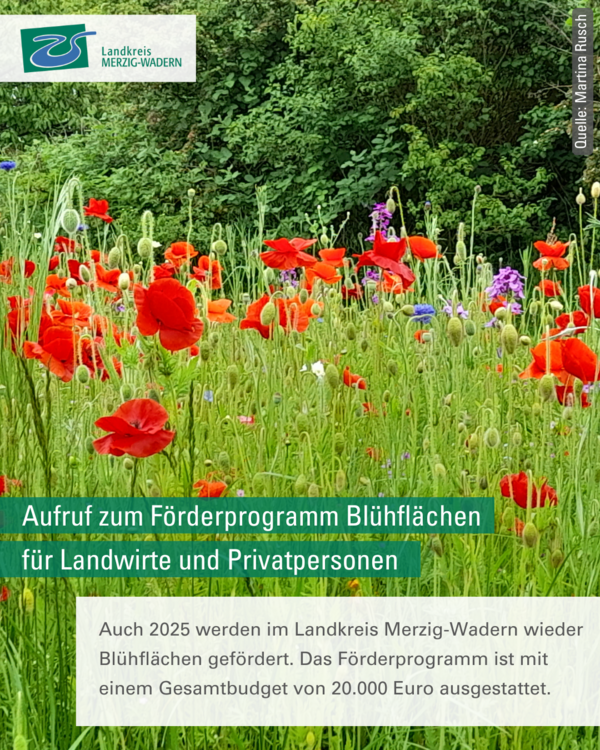 Aufruf zum F&ouml;rderprogramm Bl&uuml;hfl&auml;chen f&uuml;r Landwirte und Privatpersonen