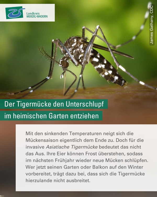 Das Gesundheitsamt informiert: Wie der Tigerm&uuml;cke ihr Unterschlupf im heimischen Garten entzogen werden kann
