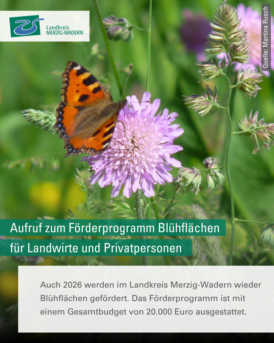 Aufruf zum Frderprogramm Blhflchen fr Landwirte und Privatpersonen /  Landkreis Merzig-Wadern