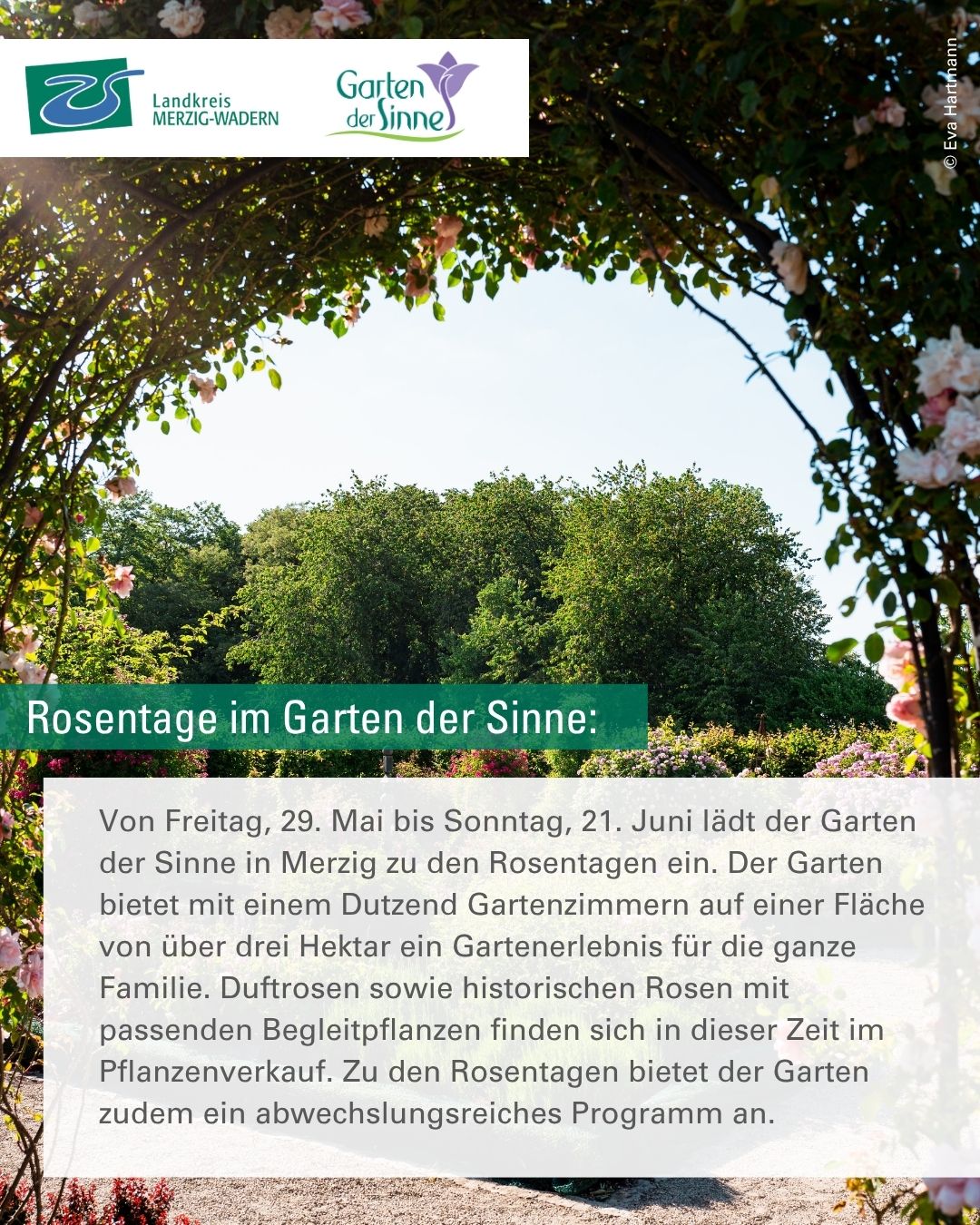 Rosentage im Garten der Sinne