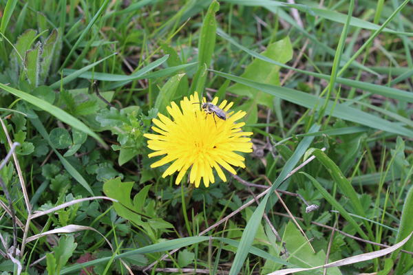 L&ouml;wenzahn mit Solit&auml;rbiene