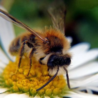 Biene auf G&auml;nsebl&uuml;mchen