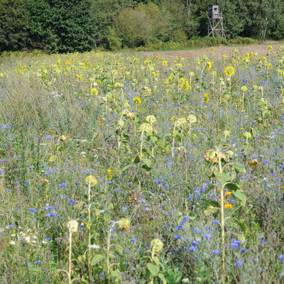 Bl&uuml;hwiese
