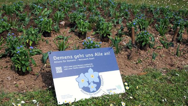Ein ganzes Beet blauer Vergissmeinnicht wurde im Garten der Sinne  gepflanzt.