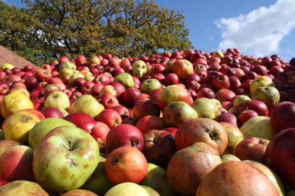 Erleben, schmecken und entdecken - beim Apfelmarkt dreht sich alles um die gesunde Frucht