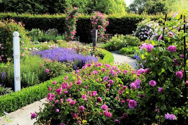 Beeindruckt durch seine Vielfalt an Rosensorten: Der Rosengarten im Garten der Sinne