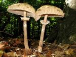 Parasol_Riesen_Schirmling_VDN_Rudi Thalh&auml;user