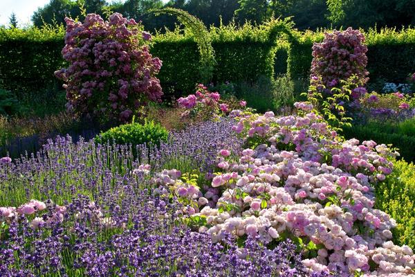 Im Rosengarten stehen die Pflanzen in voller Bl&uuml;te